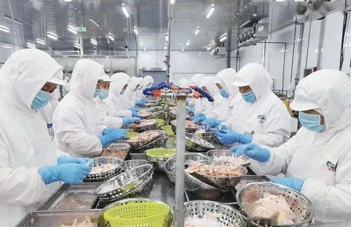 生态盐田虾 北方万亩南美白对虾养殖基地，引领水产新篇章