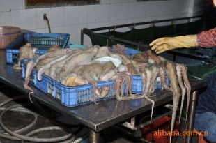 南澳县云澳外青山冷冻厂——优质水产品冷冻粗加工产品全览