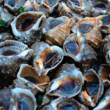 东山县铜陵元顺水产品加工厂 深耕水产，品质为先