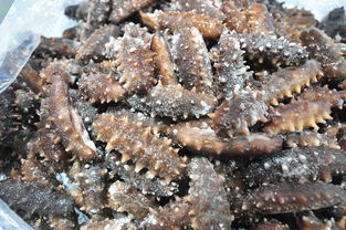 第三届辽宁海参节暨名优水产品博览会隆重开幕，共绘海洋经济新蓝图