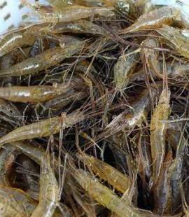 河虾、虾、马虾价格行情、厂家信息及世界工厂网水产品库资源解析