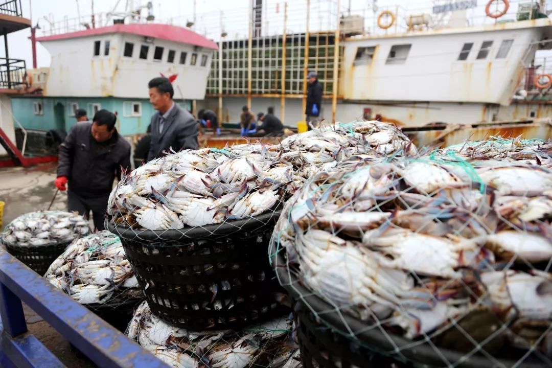 舟山梭子蟹为何“横行”全国？销量大增的背后原因竟是……